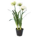 Agapanthe Artificielle en Motte