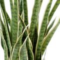 Sansevieria artificiel