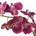 Phalaenopsis, orchidée en pot céramique