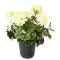 Geranium UV Artificiel