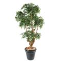 Ficus artificiel Natasja 5 têtes
