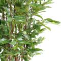 Dracena artificiel Surculosa