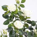 Rosier Artificiel Royal