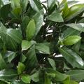 Laurier artificiel Boule Nobilis