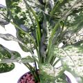 Dieffenbachia artificiel *26 en pot