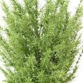 Romarin Buisson 60