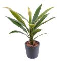 Dracena artificiel Cordyline 60 cm
