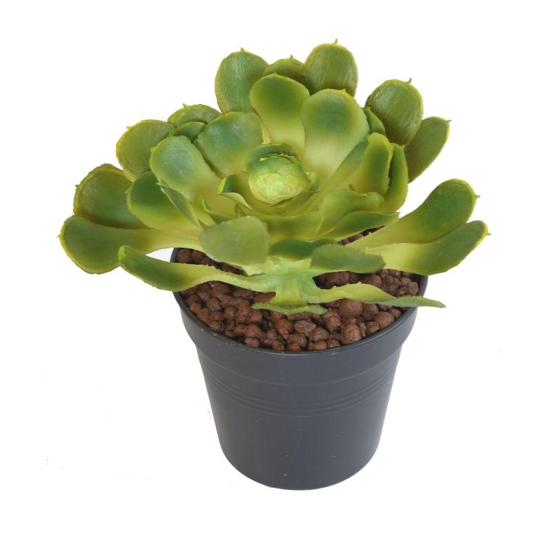 Aloe Artificielle Soft