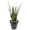 Sansevieria artificiel