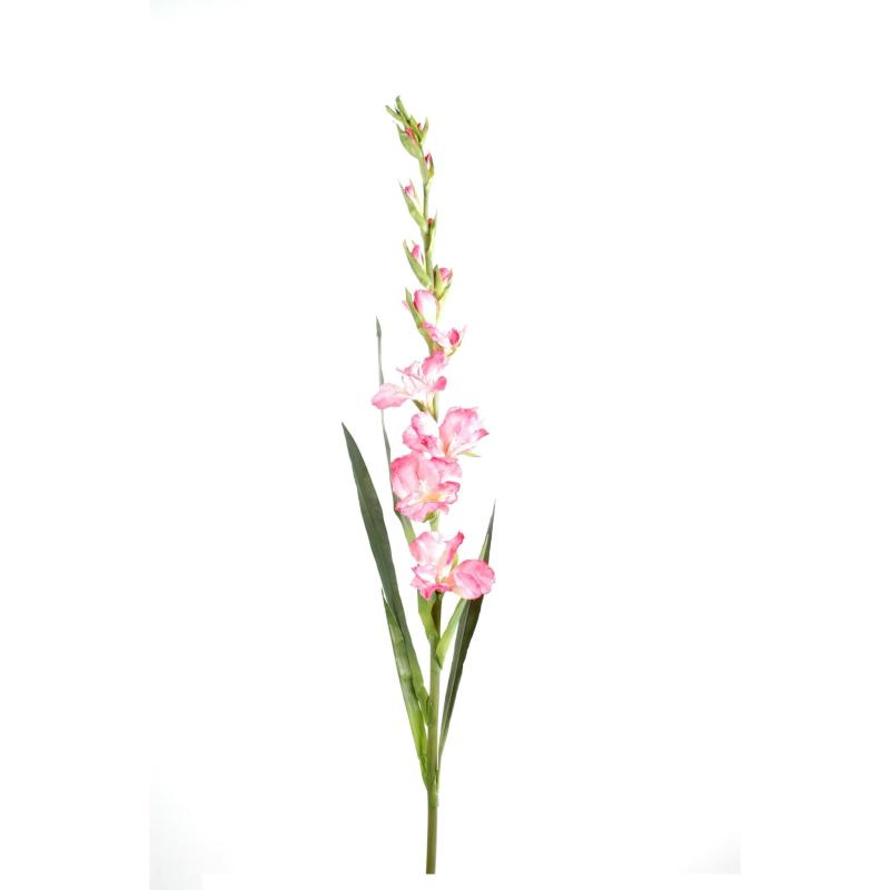 Glaieul artificiel