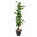 Vigne artificielle Tree