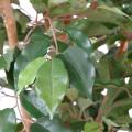 Ficus artificiel tronc simple grandes feuilles