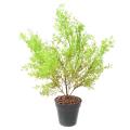 Asparagus Artificiel Piquet