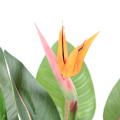 Strelitzia Artificiel 2fl 2bt