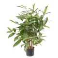 Dracena artificiel Surculosa pot