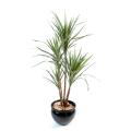 Dracena artificiel Marginata