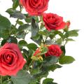 Rosier artificiel Royal 60 cm