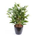 Dracena artificiel Surculosa pot