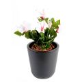 Petunia Artificiel *7