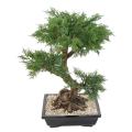 BONSAI JUNIPERUS ARTIFICIEL EN COUPE