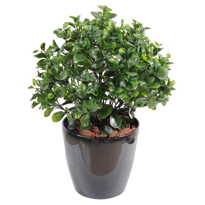 Peperomia artificiel Plast Buisson