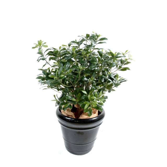 Pittosporum Artificiel 80 cm de Hauteur