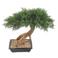 BONSAI JUNIPERUS ARTIFICIEL EN COUPE