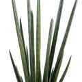 Sansevieria artificiel Cylindrica