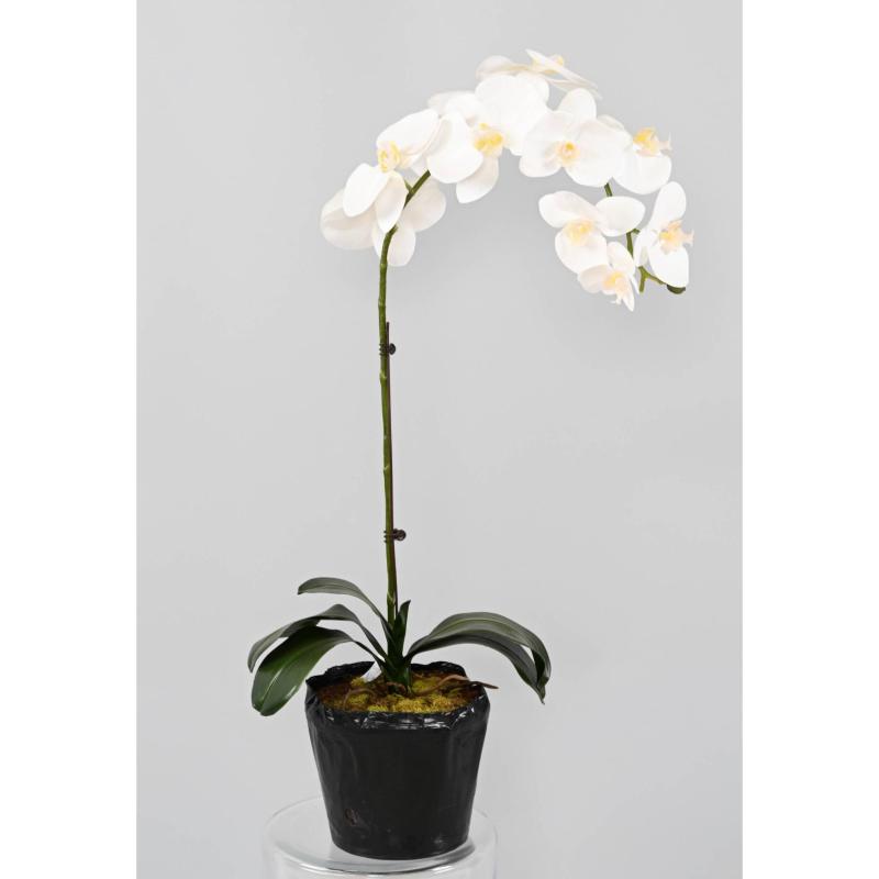 Phalaenopsis Artificielle Motte 60