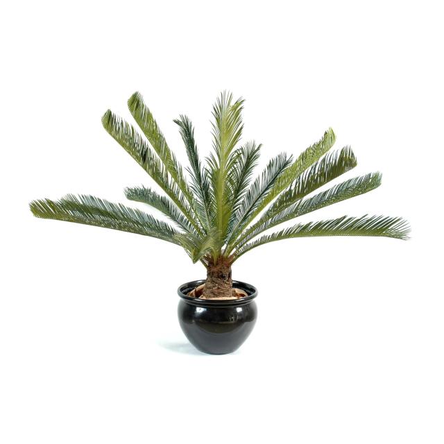 Cycas Géant 15 Palmes