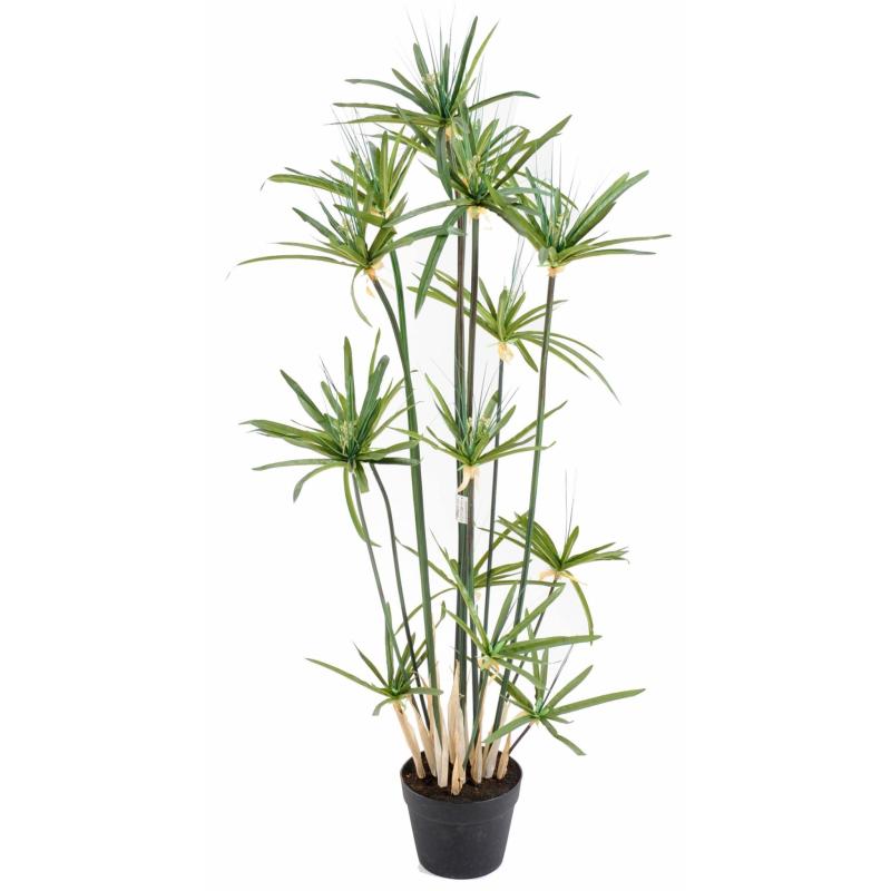 Papyrus Artificiel Alternifolius