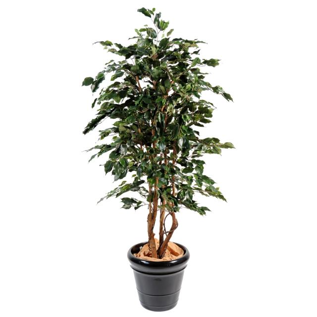 Ficus Exotica Artificiel : 180 cm et 210 cm