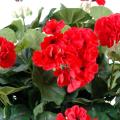 Geranium artificiel 25 cm