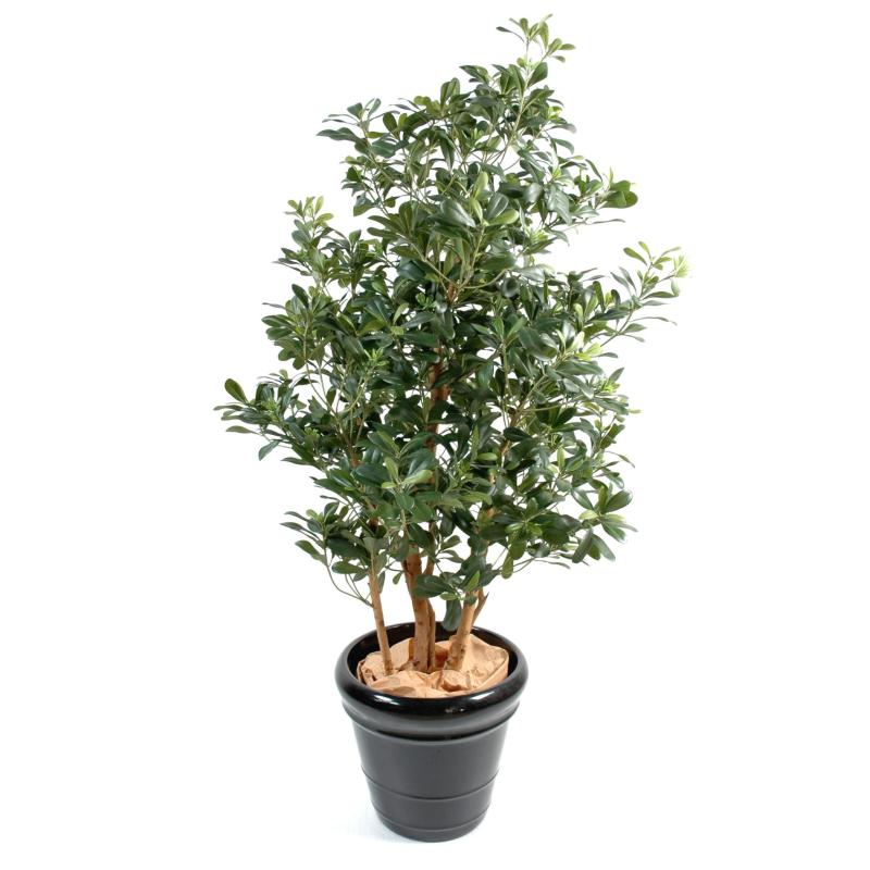 Pittosporum artificiel