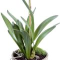 Orchidée artificielle Dancing Lady Pot en terre