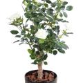 Rosier Artificiel Royal