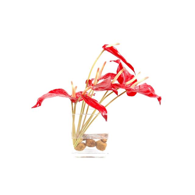 Composition Artificielle D'anthurium Rouge en Tige Dans Vase en Verre