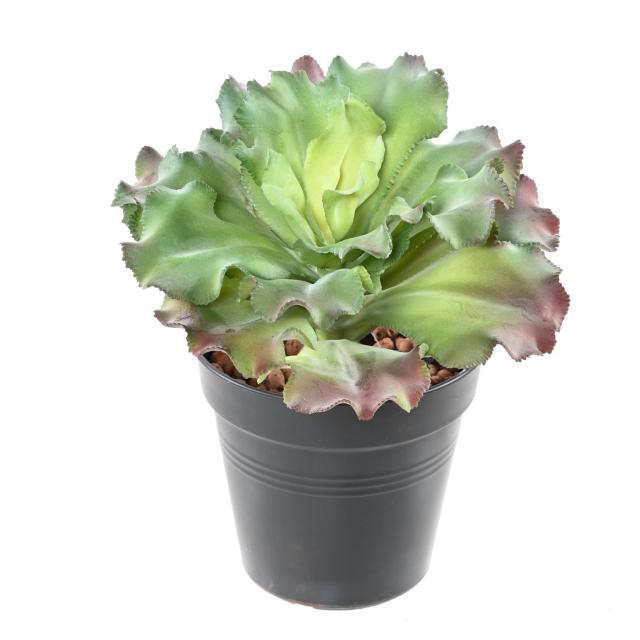 Succulente Artificielle 22