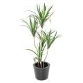 Dracaena Artificiel Marginata 125