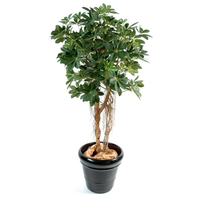 Schefflera Artificiel Baby TREE - Autres Arbres et Arbustes Artificiels