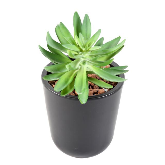 Succulente Artificielle 16cm