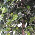 Ficus artificiel natasja tree