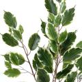 Ficus artificiel Exotica Spray *55