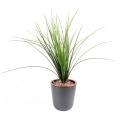 Herbe artificielle Onion Grass Plast