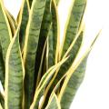 SANSEVIERIA Artificiel