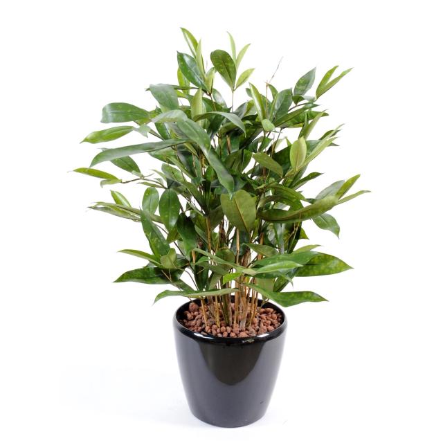 Dracaena Artificiel Surculosa en Pot 60 cm de Haute et 38 cm de Large