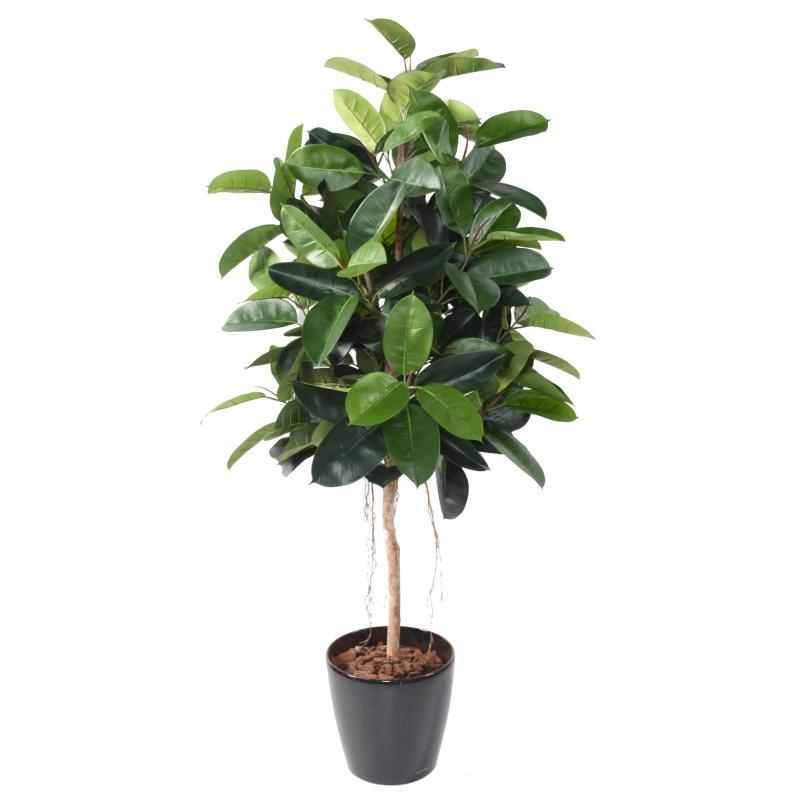 Ficus artificiel Elastica (Rubber Plant Tree)