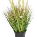 Onion Artificiel Grass Graine