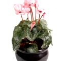 Cyclamen artificiel