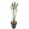 Papyrus artificiel Cyperus